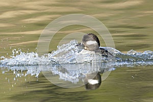 Female bufflehead duck lands in water