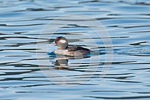 Female Bufflehead duck swimming