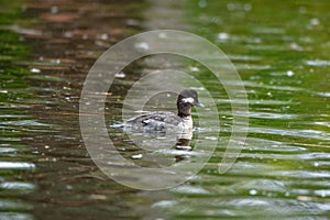 Female bufflehead swimming in a pond