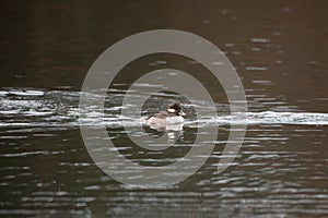 Female bufflehead swimming in a pond