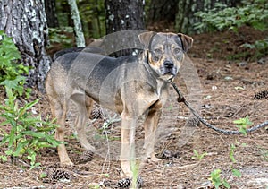 Female Bulldog and Pit Bull mix breed dog outside on leash