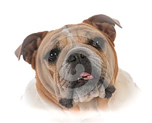 female bulldog portrait