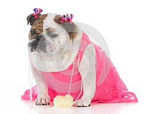 Female bulldog wearing dress