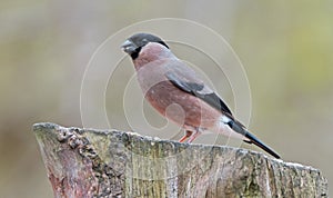 Female bullfinch feeding at RSPB, Old Moor, Barnsley.