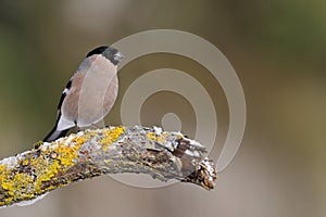 Female Bullfinch on the mossy branch in wintertime