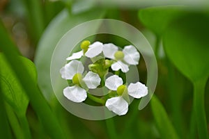 Female bulltongue arrowhead flower, Sagittaria sp.