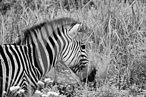 A female Burchell`s zebra