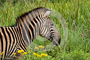 A female Burchell`s zebra