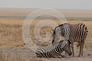 Female burchells zebra and her calf resting in the yellow grasllands of the Etosha National Park, Namibia, Africa