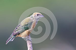 Female Burnished-buff Tanager (Stilpnia cayana) isolated, perched on the tip of a branch against a blurred background