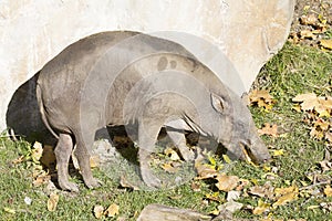 Female Buru bairusa, Babyrousa babyrussa