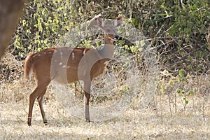 Female Bushbuck antelope standing in a small glade among the bus