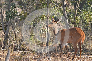 Female Bushbuck (Tragelaphus scriptus) photo