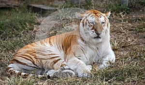 Female butterscotch Bengal tiger Panthera tigris tigris