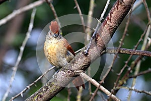 Female of Caatinga Antshrike Thamnophilus capistratus perched on a branch