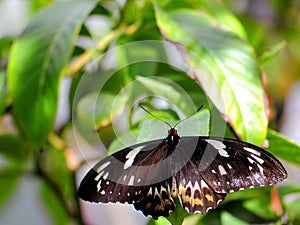 Female cairns birdwing butterfly