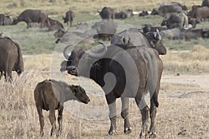 Female and calf African Buffalo that stand in the savanna against the backdrop of a large herd