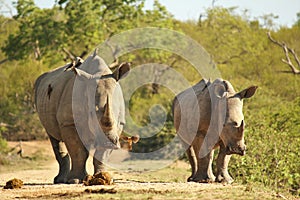 Female and calf White Rhino