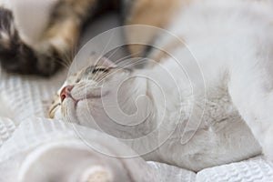 Female calico cat`s face while she is sleeping in her cat bed, close up, macro