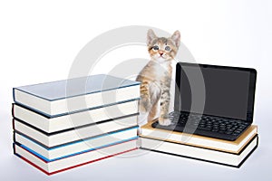 Female calico tortie tabby kitten stepping on miniature laptop type