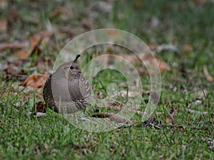 Female California Quail (Callipepla californica) standing in the grass