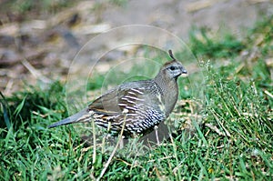 Female California Quail looking for food