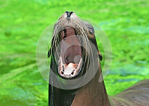 Female californian sea lion with wide open mouth