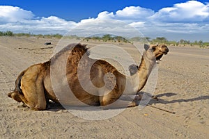 Female Camel and her son closeup