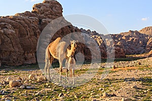 Female camel with her youngster in the desert nearby Petra in Jo