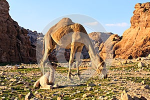 Female camel with her youngster in the desert nearby Petra in Jo