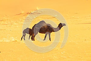 A female camel with its Calve