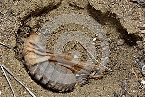 Female camel spider (solifuge) in burrow