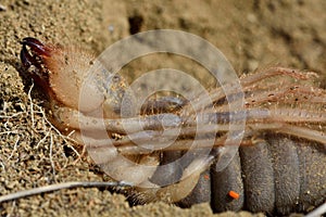 Female camel spider (solifuge) ready to lay eggs