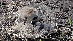 Female Canadian goose hatching eggs on its nest