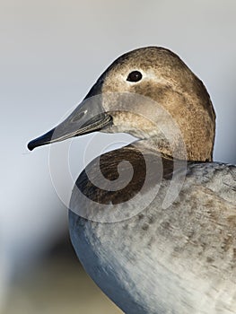 Female Canvasback Duck