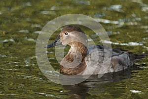 A female Canvasback Duck, Aythya valisineria, swimming on a pond at Slimbridge wetland wildlife reserve.