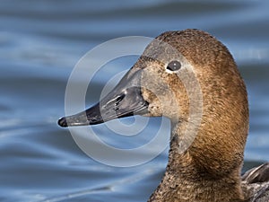 Female Canvasback