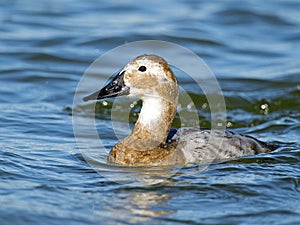 Female Canvasback