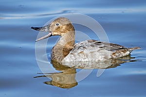 Female Canvasback