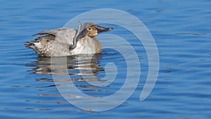 female Canvasback
