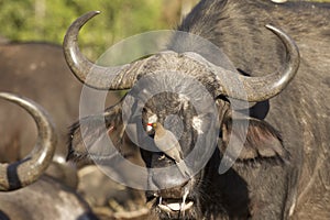 Female Cape Buffalo, South Africa