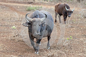 Female Cape Buffalo in South Africa