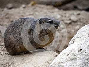 Female Cape Rock Hyrax, Procavia capensis s sitting on a large boulder