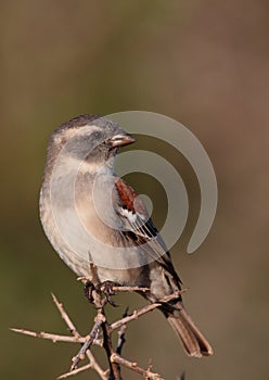 Female Cape Sparrow