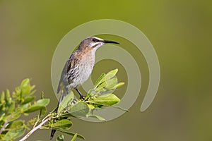 Female Cape Sugarbird perched on protea bush