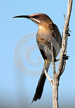 Female cape sugarbird portrait