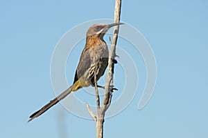 Female Cape Sugarbird Poses