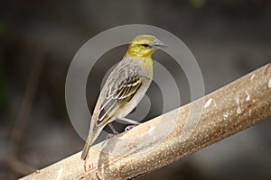 Female Cape Weaver bird