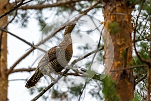 Female capercaillie sits on a pine branch