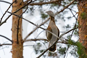 Female capercaillie sits on a pine branch